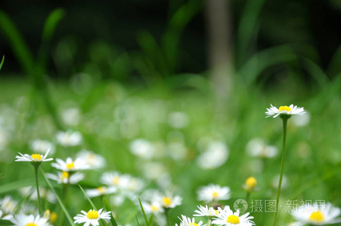 绿色背景上的花。 田间开花雏菊。 野生骆驼