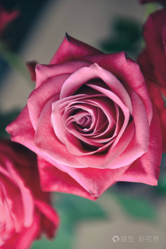 新鲜的朱红色玫瑰在自然设置特写镜头博克背景软焦点.