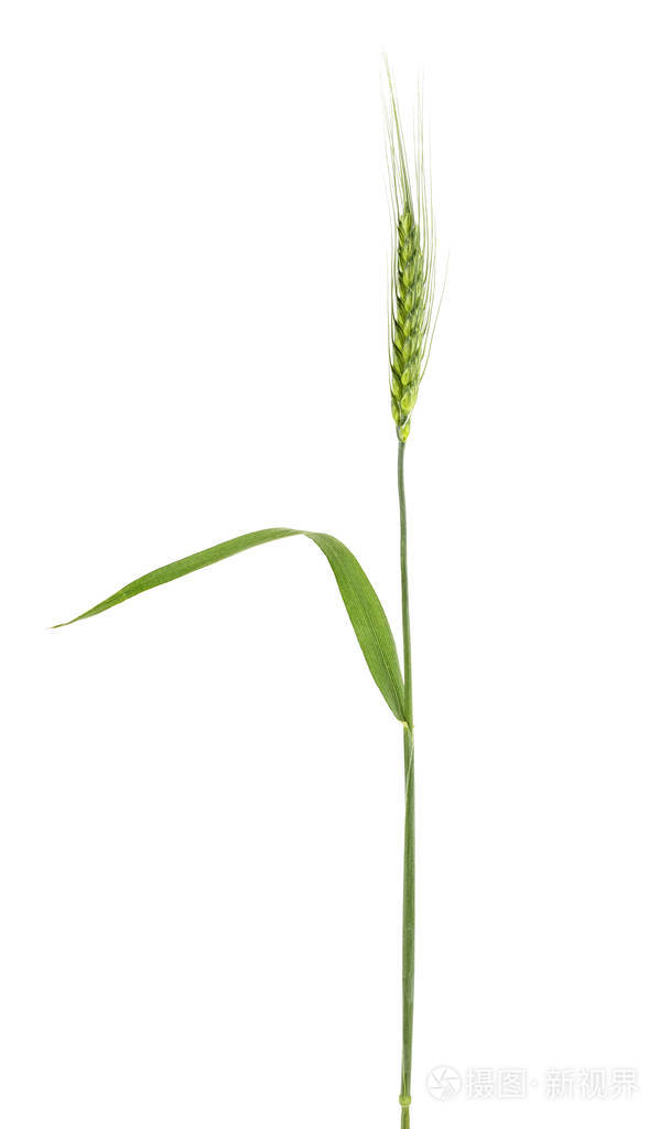 白色背景下大麦绿色小穗