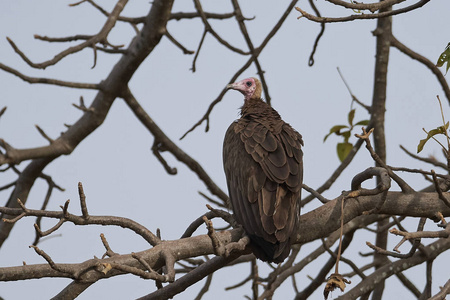冈比亚自然栖息地的蒙面秃鹫