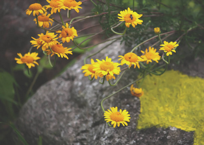 夏天花园里一朵黄色的雏菊