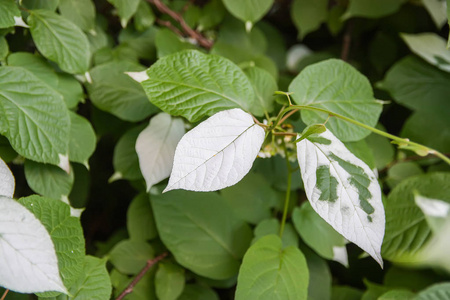 热带树叶的自然背景。 外来植物。 夏季自然细节。