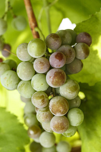 一串绿色的葡萄生长在树叶之间的树枝上。 葡萄酒厂