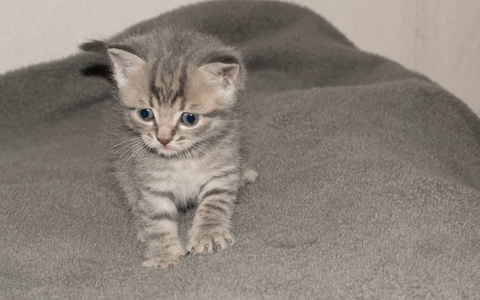 小猫,小灰,毛茸茸,可爱,漂亮的嘴,眼睛,设计背景照片