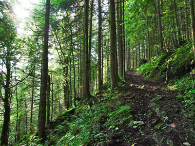 瑞士圣加伦州杜肯堡地区丘尔弗林登山脉斜坡的树木和混合森林