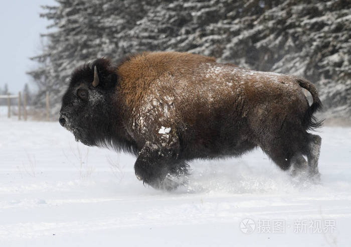 美国野牛在暴风雨中在雪地里奔跑