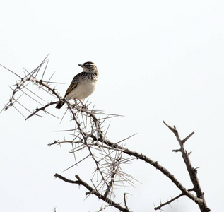 纳米比亚一棵树上的不明鸟
