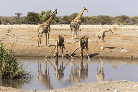 纳米比亚两只饮用长颈鹿，与其他动物一起倒影