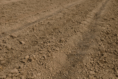 肥沃土地上的康菲尔德图片