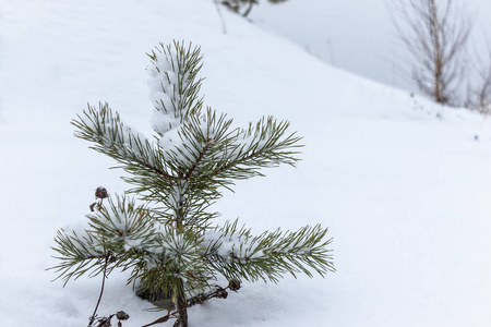 绿油油的小圣诞树上有雪。冬天的美，背景模糊。雪落在云杉的树枝上。