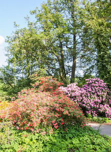 杜鹃花植物芬芳，美丽的花朵盛开在春天的公园里。