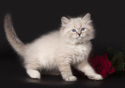 蓬松的白色美丽的小猫尼夫斯卡娅伪装与蓝色的眼睛，摆着一朵红色的玫瑰在黑色的背景。