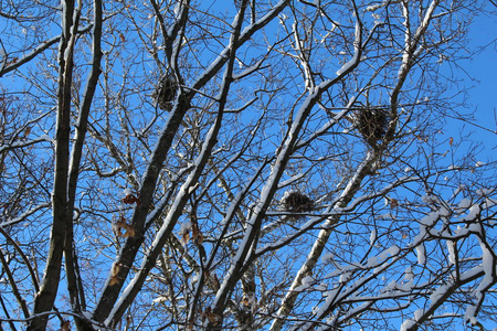  nests and snow white.the season is cold and frosty winter.day t