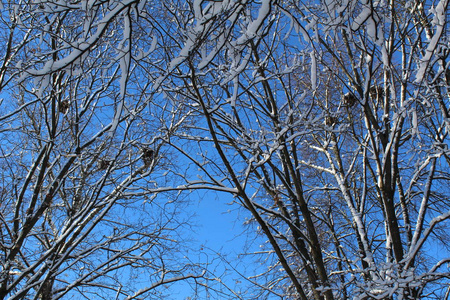  nests and snow white.the season is cold and frosty winter.day t