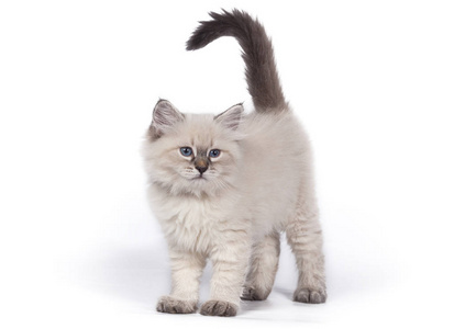毛茸茸的小猫涅瓦在白色背景上化妆。