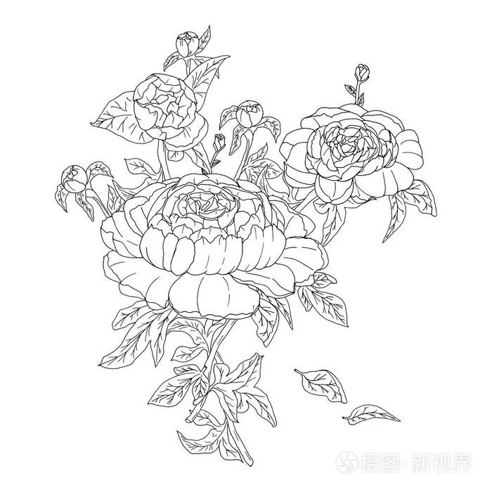手工绘制的带有叶子按钮的牡丹花 着色矢量插图插画 正版商用图片18zr3b 摄图新视界 手工绘制的带有叶子按钮的牡丹花 着色矢量插图插画 正版商用图片18zr3b 摄图新视界