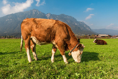 在晴朗的日子里，德国巴伐利亚的高山牛，晴天