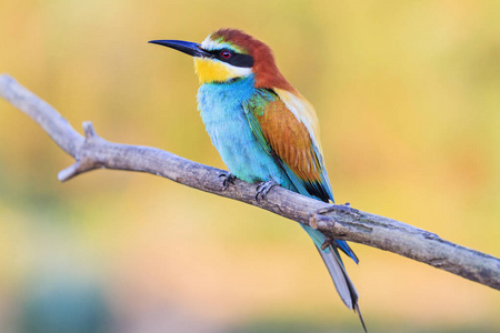 春日有彩色羽毛的鸟照片
