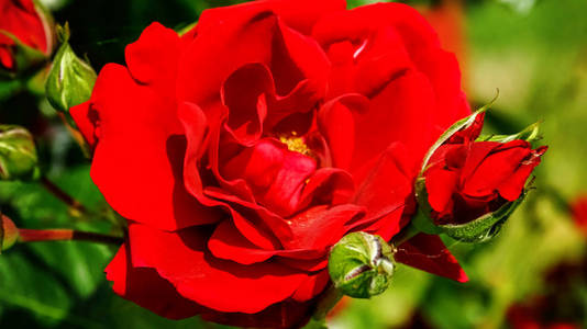 鲜红的玫瑰，花蕾对绿色灌木。 夏天花园里美丽的朱红色玫瑰。 背景有许多红色的夏花