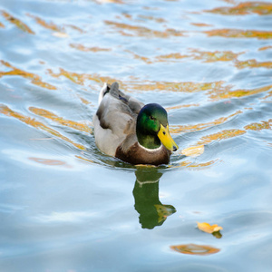 雄性野鸭在水中接近正方形图片