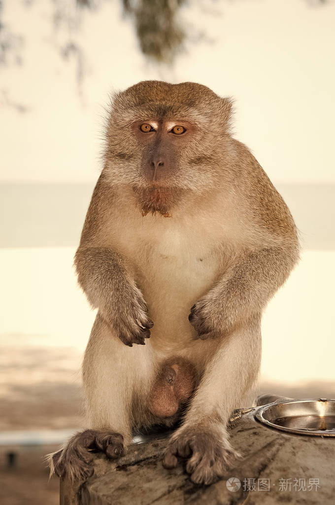 猴子在关丹沙滩的背景猴子可爱和蓬松坐在阴影猴子骚扰关丹的居民被
