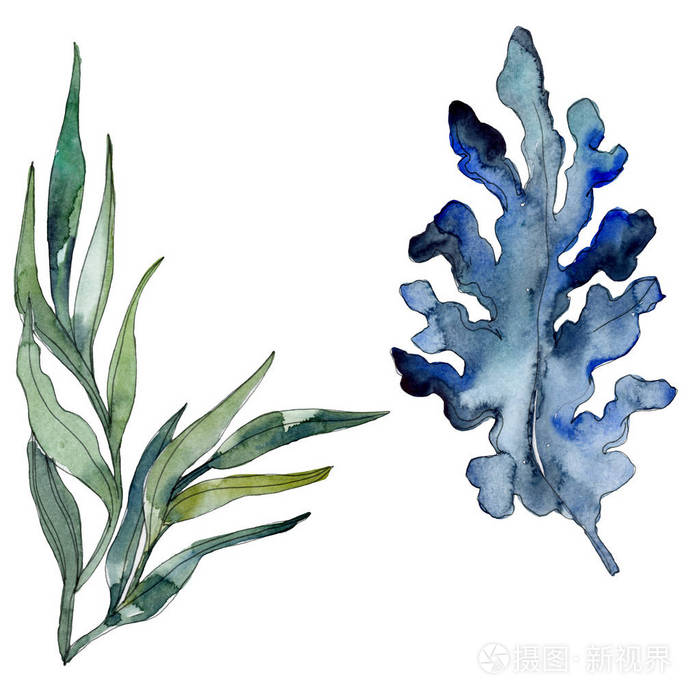 藻类和蓝色水生水下自然珊瑚礁的孤立元素水彩背景插图集