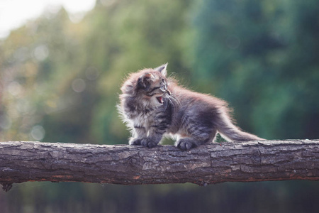 森林里的小猫走在树干上