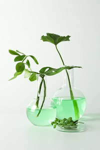 带有白色背景植物的实验室玻璃器皿。化学概念