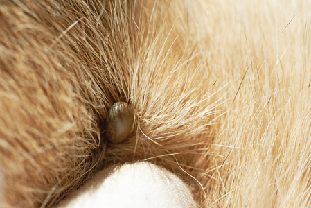 狗寄生虫主题照片