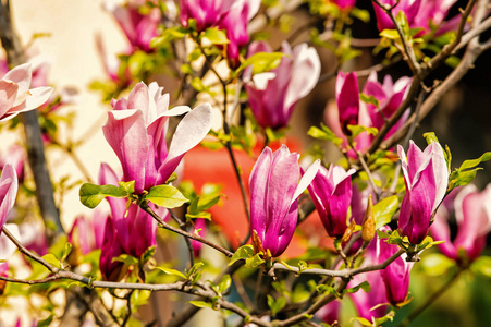 玉兰树在紫罗兰色的花朵上, 在阳光明媚的日子, 春天