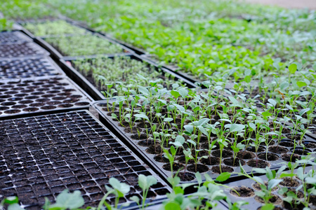 新鲜蔬菜在托盘图片