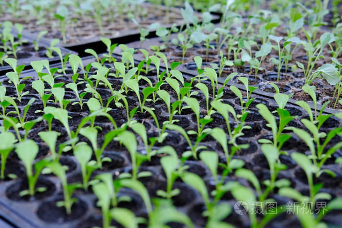生菜幼苗生长在栽培托盘中. 蔬菜种植