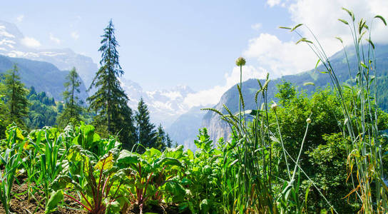 高山峰景观背景。 劳特伯伦宁荣福鲁伯尼斯高地。 旅游旅行徒步旅行概念