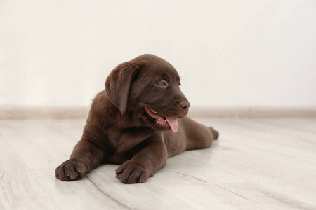巧克力拉布拉多猎犬小狗在室内地板上