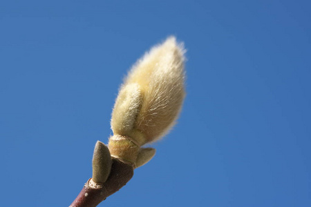 2019年2月18日东京日本2月玉兰花的花蕾