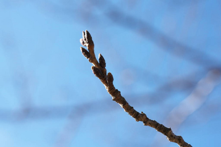 日本东京2019年2月18日樱花盛开前一个月的花蕾