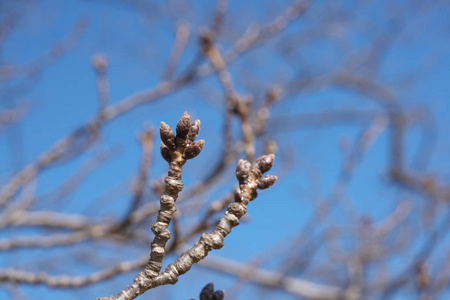 日本东京2019年2月18日樱花盛开前一个月的花蕾