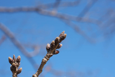 日本东京2019年2月18日樱花盛开前一个月的花蕾