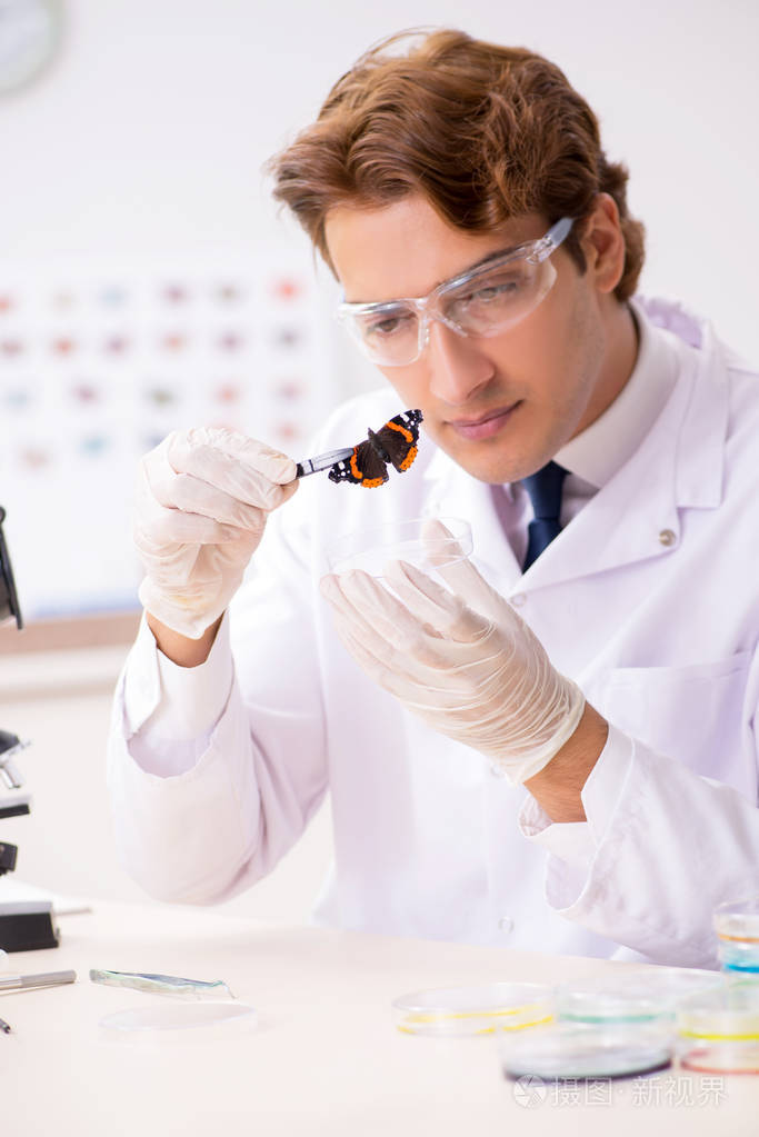 研究新蝴蝶种类的科学家昆虫学家