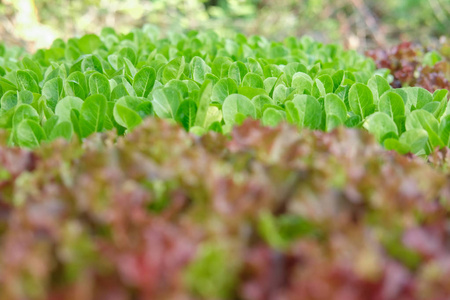 莴苣植物生长在农场。 农田花园中可食种植园