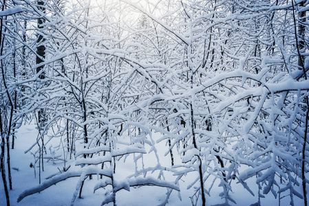 冬天的时候森林里的树上下雪。