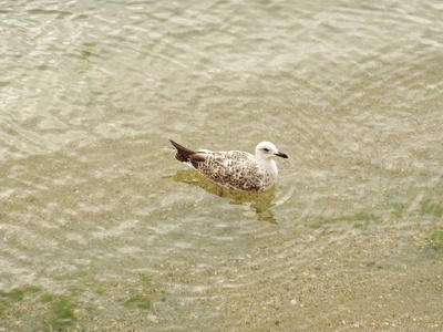 海水中的海鸥