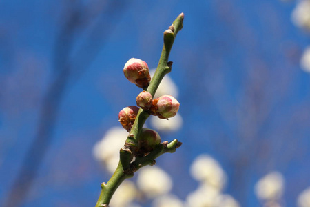 日本东京2019年2月18日日本梅芽在2月开花