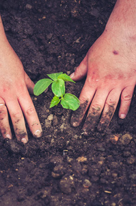 s hand planting cucumber seedling in humus ground. Toned.