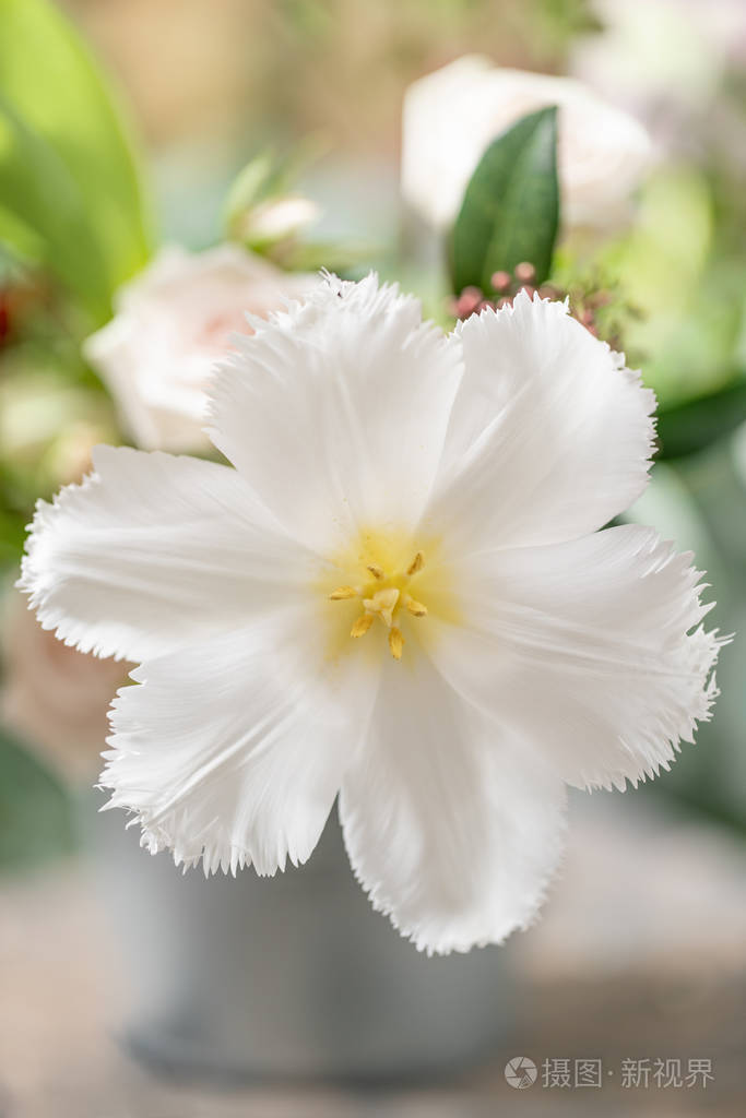开放的花蕾不寻常的白色郁金香花与流苏在自然的叶子绿色的背景春天的