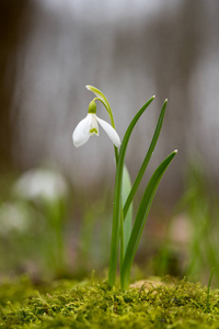 雪花春花。 清新的绿井补充着洁白的雪花