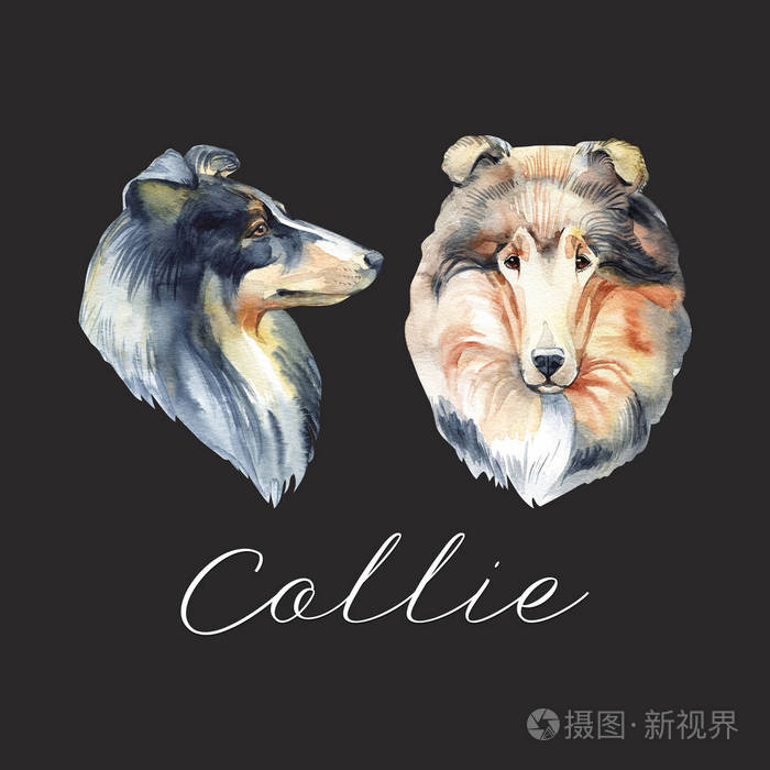 牧羊犬 肖像画狗 水彩手绘插图照片 正版商用图片1907kg 摄图新视界