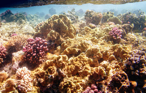 生活在红海埃及的珊瑚礁。 自然不寻常的背景。