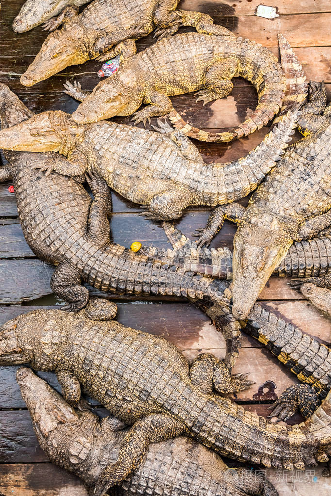 柬埔寨暹粒教科文组织 tonle sap 湖浮动村庄的一个农场的鳄鱼