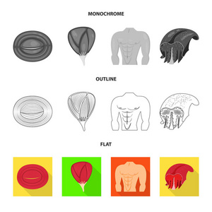 纤维和肌肉体征的矢量设计。集纤维和身体矢量图标的股票